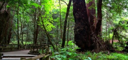 Muir Woods