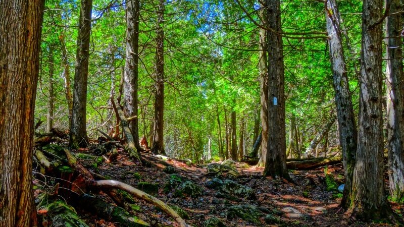 Bruce Trail at Lion's Head, with roots along the trail and a dense forest to hike through