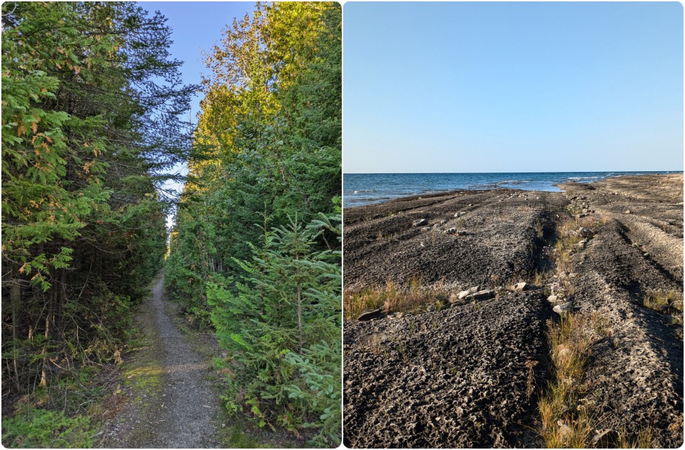 Split photo of Cape Hurd trail through the dense forest on the left and the rugged coastline on the right