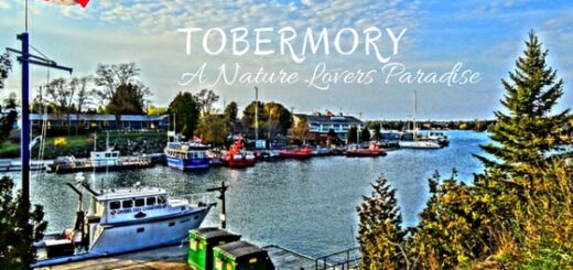 Tobermory Guide: A Nature Lovers Paradise