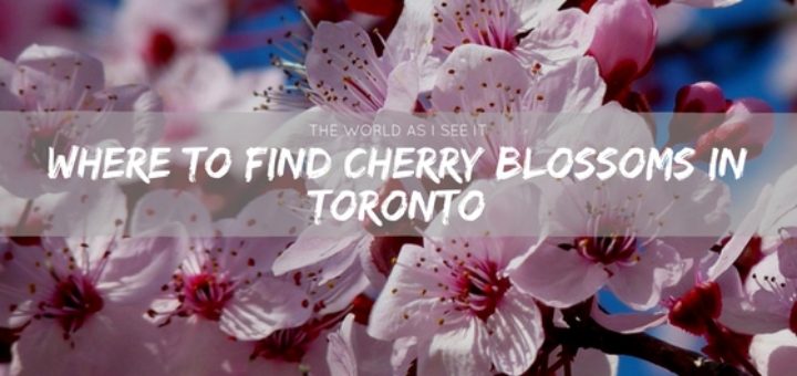 Where to find Cherry Blossoms in Toronto