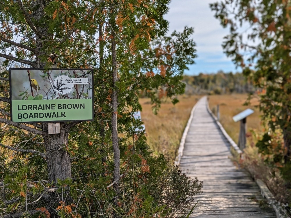 Oliphant Fen boardwalk trail on the Bruce Peninsula