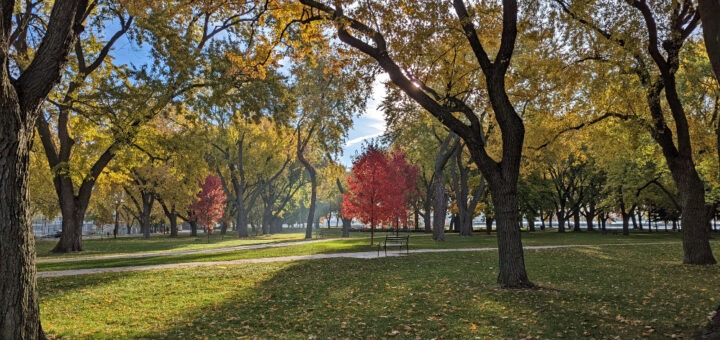 Coronation Park in the fall with the sun beaming through the fall foliage to the grass that's scattered with fallen leaves.