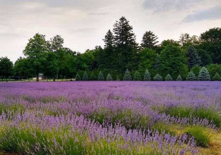 Bonnieheath Estate Lavender & Winery