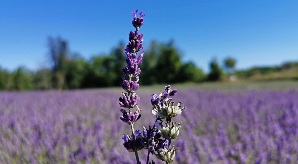 types of lavender