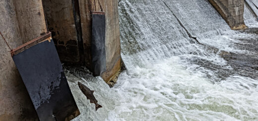 salmon jumping into fish ladder at Corbett's Dam