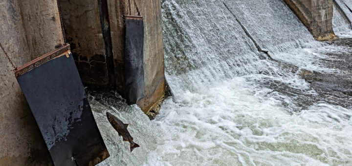 salmon jumping into fish ladder at Corbett's Dam