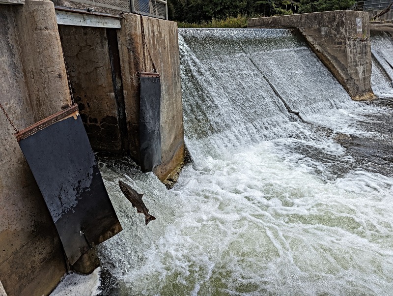 salmon jumping into fish ladder at Corbett's Dam