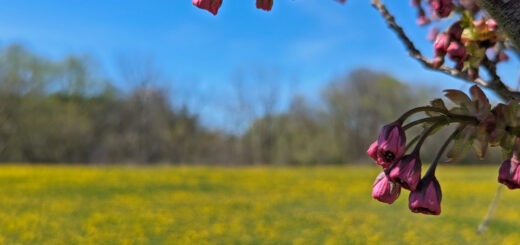 Close up of Rougeside Promenade cherry blossom tree buds. The buds are a rosy pink colour and the park in the background is full of dandelions.