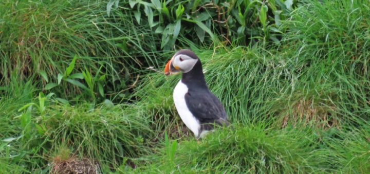 A puffin surrounded by grassy hillside in Witless Bay Ecological Reserve