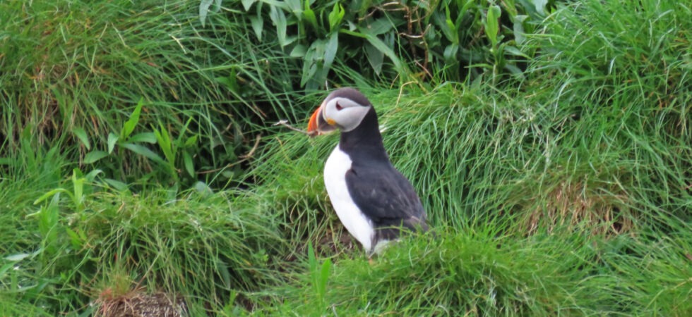 A puffin surrounded by grassy hillside in Witless Bay Ecological Reserve