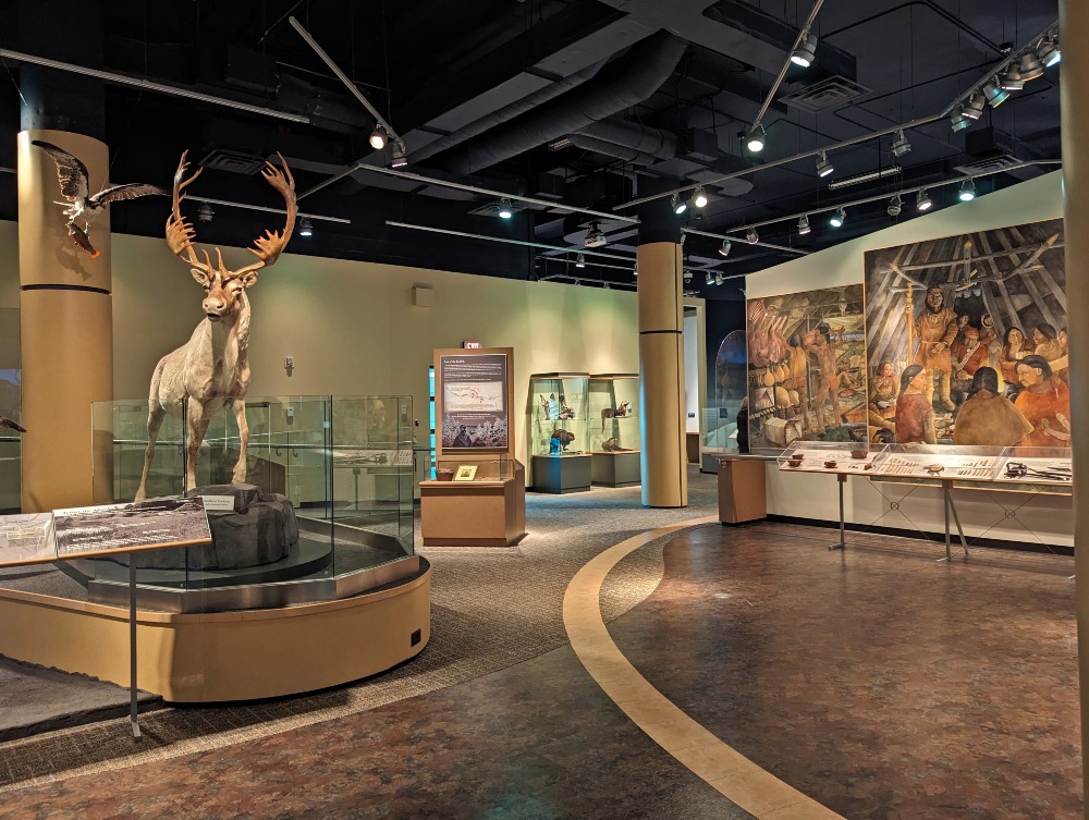 Exhibit at The Rooms museum in St. John's. The exhibit showcases a stuffed caribou and other displays.