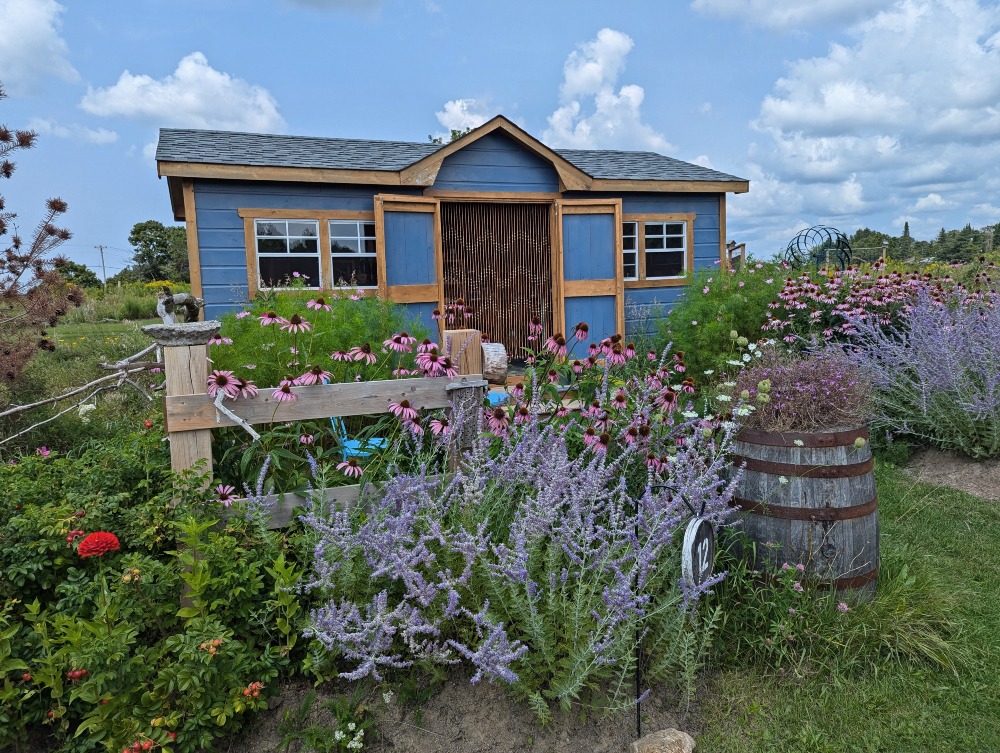 Lavender Blu shop with lots of different flowers around the small blue building, including lavender