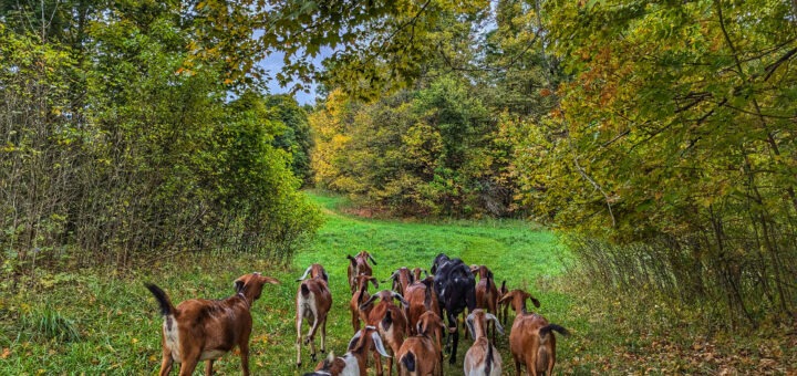 A goat walk through the forest is one of the most unique things to do in the Thousand Islands