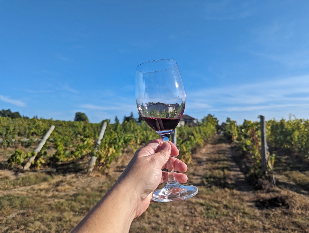 Hand holding a glass of red wine in front of the vineyard at Sandbanks Winery