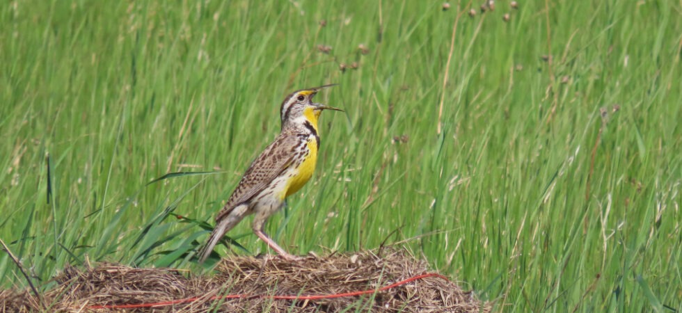 Eastern meadowlark near Saskatoon singing on the ground with grasslands behind it.