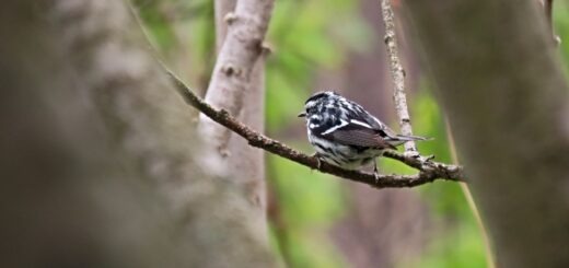 Black & White Warbler at Rondeau Provincial Park sitting on a tree branch looking away