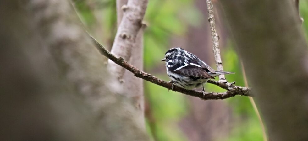 Black & White Warbler at Rondeau Provincial Park sitting on a tree branch looking away