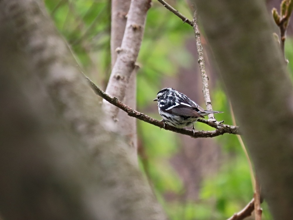 Black & White Warbler at Rondeau Provincial Park sitting on a tree branch looking away