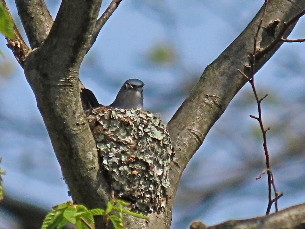 Blue-gray Gnatcatcher in nest at Rondeau Provincial Park