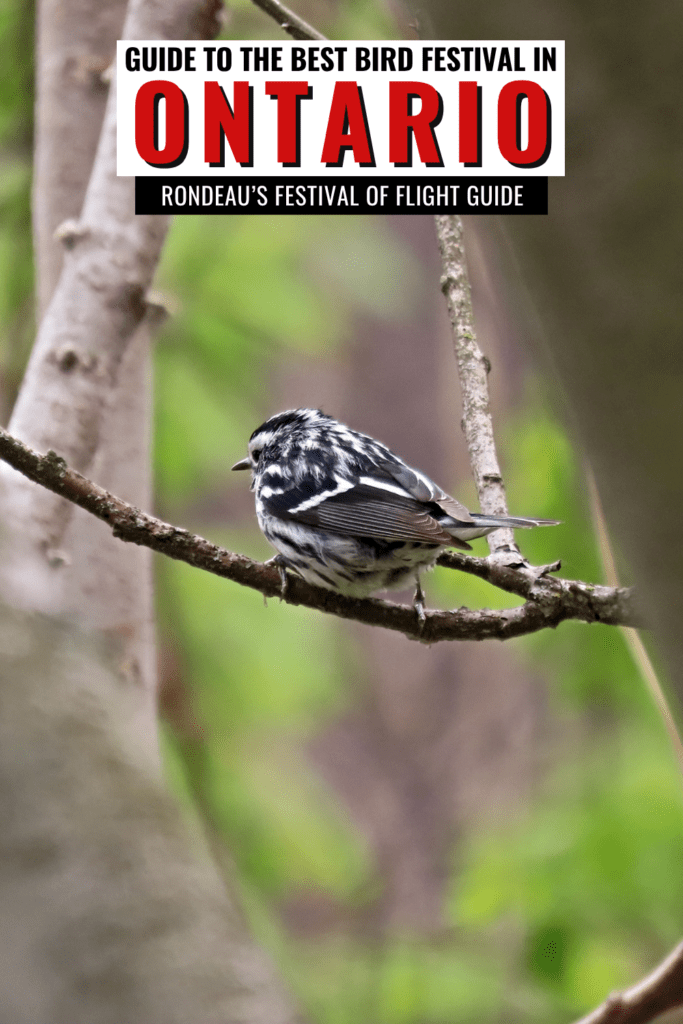 Festival of Flight at Rondeau Provincial Park - the best birding festival in Ontario 