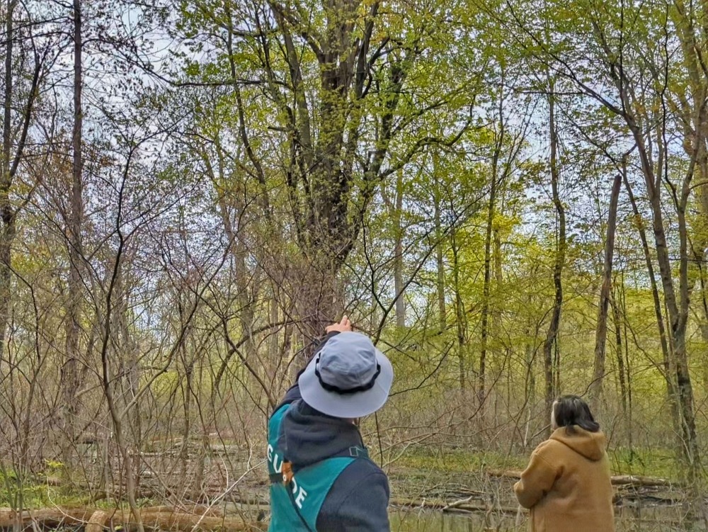 Guide pointing to trees on a guided hike during Festival of Flight