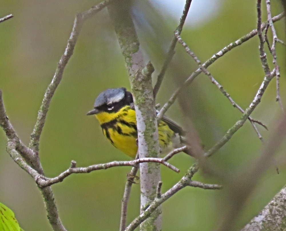 Magnolia warbler at Rondeau Provincial Park, sitting among the tree branches