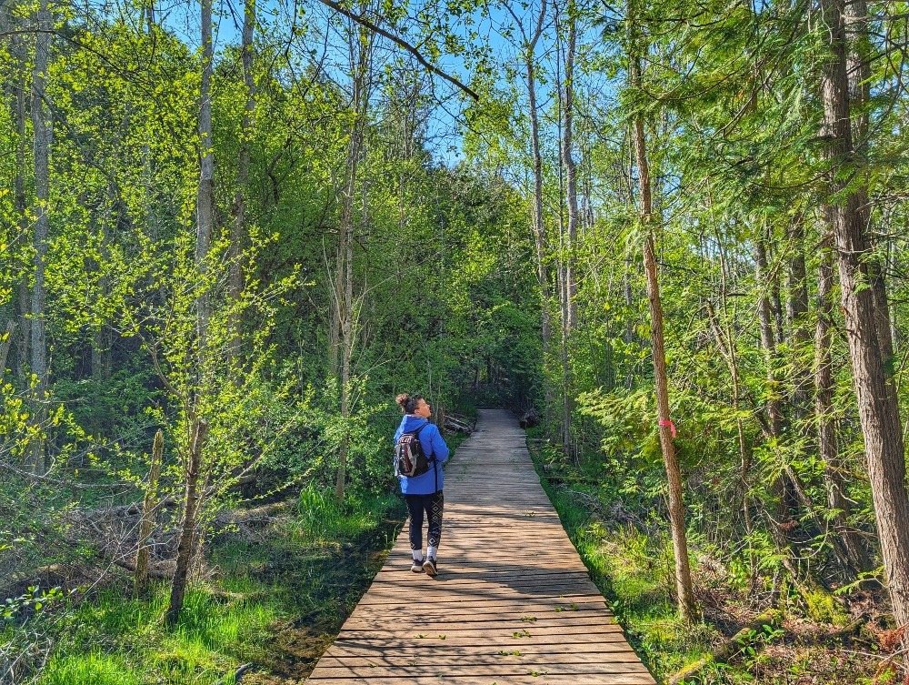 Me walking on boardwalk trail in Trent University Wildlife Sanctuary surrounded by forest