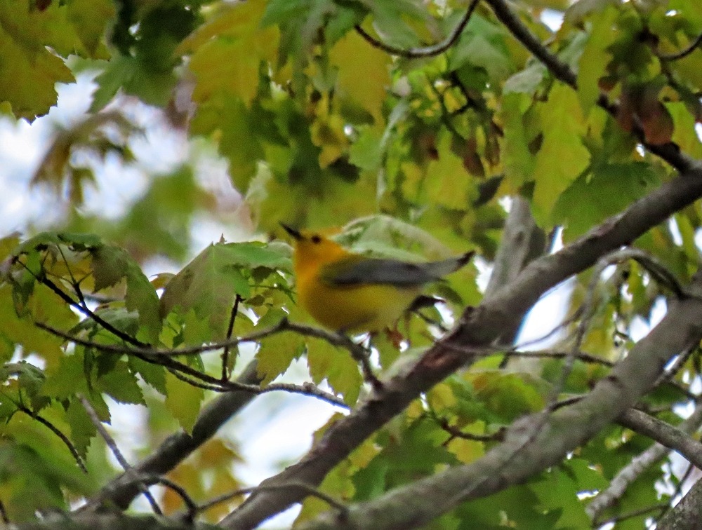 Prothonotary warbler in the trees at Rondeau Provincial Park
