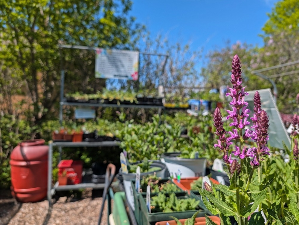 Selection of plants and flowers at Gardens Plus