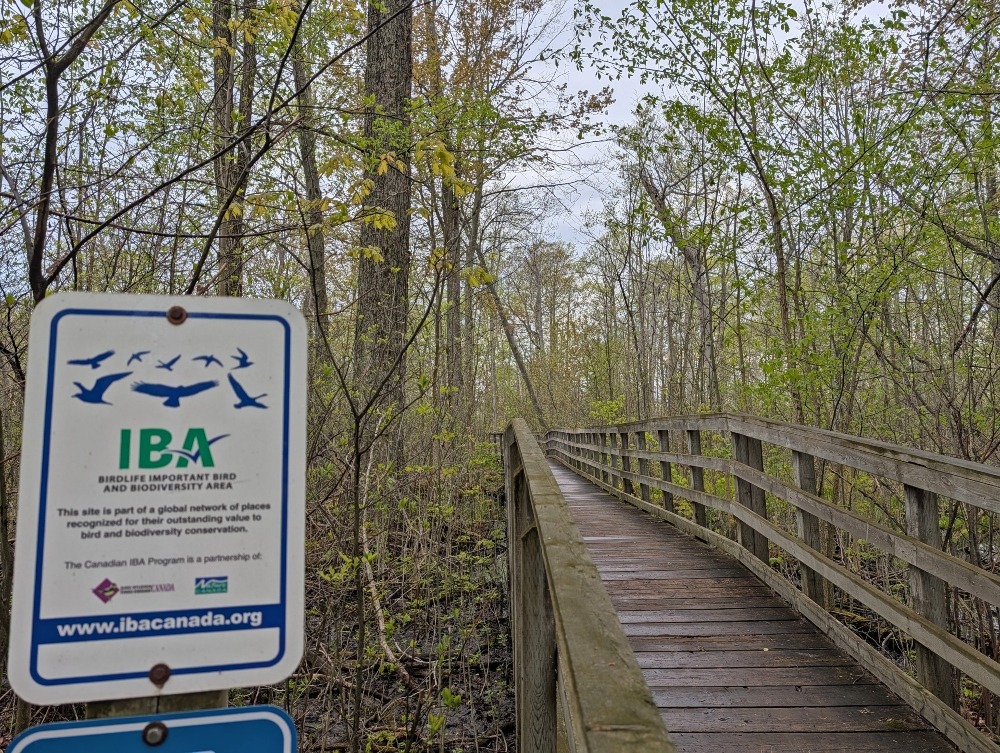 Spicebush Trail in Rondeau, which is a boardwalk through forest. Beside the head of the boardwalk trail is a sign designated it as an Important Bird Area