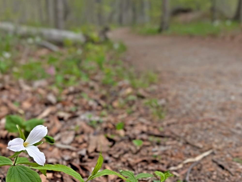 white trillium flower in focused along the trail in Rondeau Provincial Park