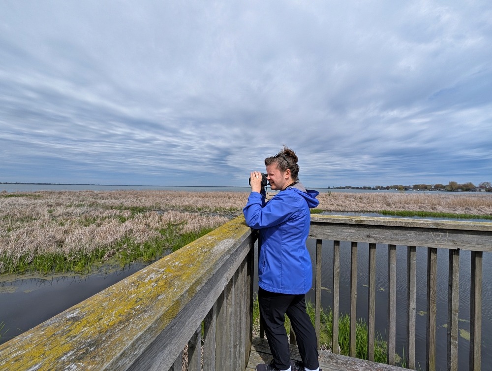 Erieau Marsh Trail lookout with me photographing something in the marsh