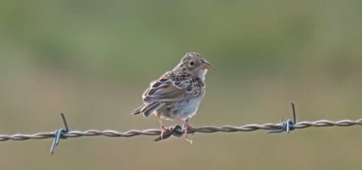 Baird’s sparrow on a wire in Chaplin