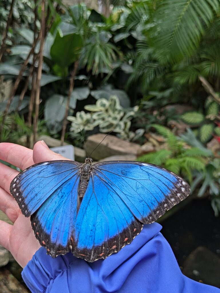 Blue Morpho butterfly on my hand at the Butterfly Conservatory